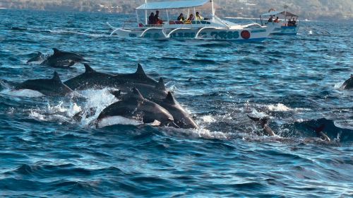 Bohol island hopping dolphin watching + Balicasag Island snorkeling + sardine run snorkeling|round-trip transfer Day Tours