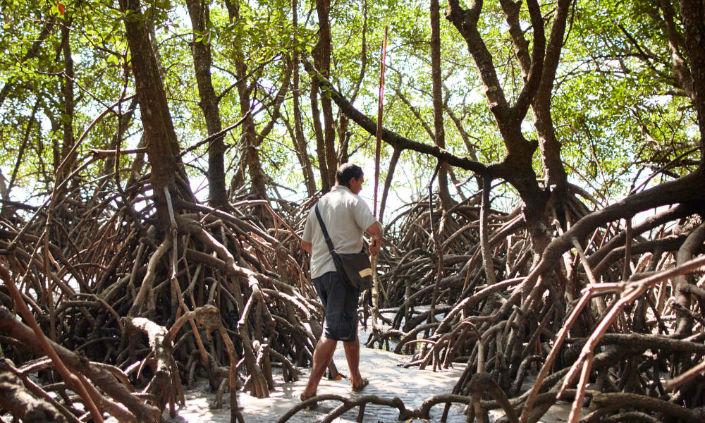 Half Day Afternoon Sightseeing Experience Of The Port Douglas Daintree Region