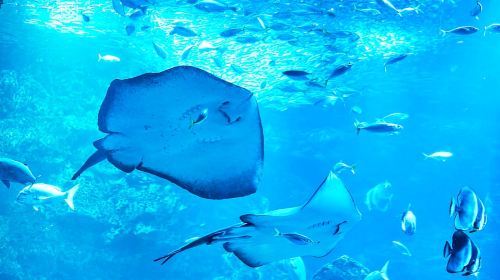 Kyoto Aquarium Admission Ticket Day Tours
