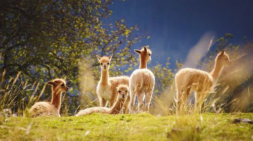 Nami Island X Chuncheon Samaksan Lake cable car X Alpaca World Day Tours