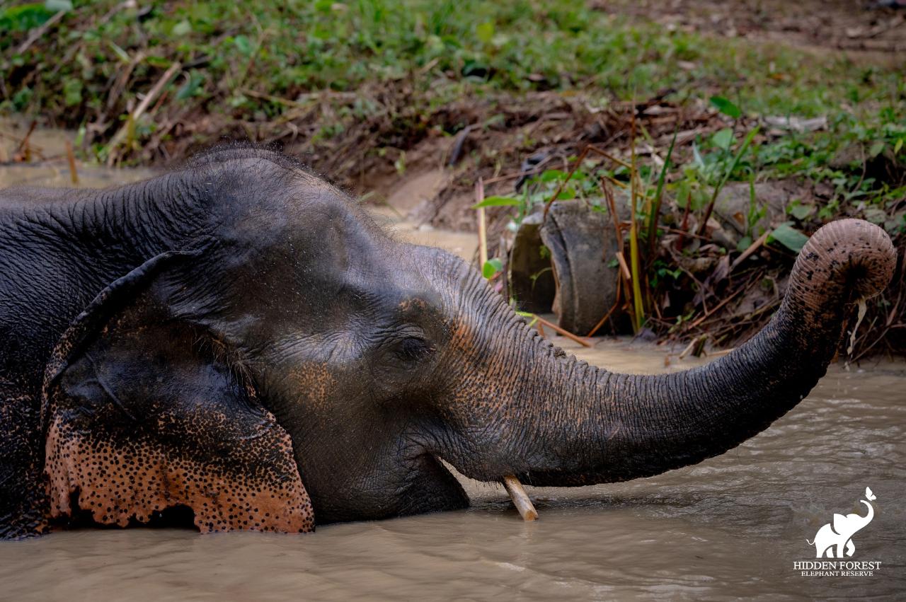 Hidden Forest Elephant Reserve with Lunch & Transfer - Morning Session (included roundtrip transfer in Phuket Island)