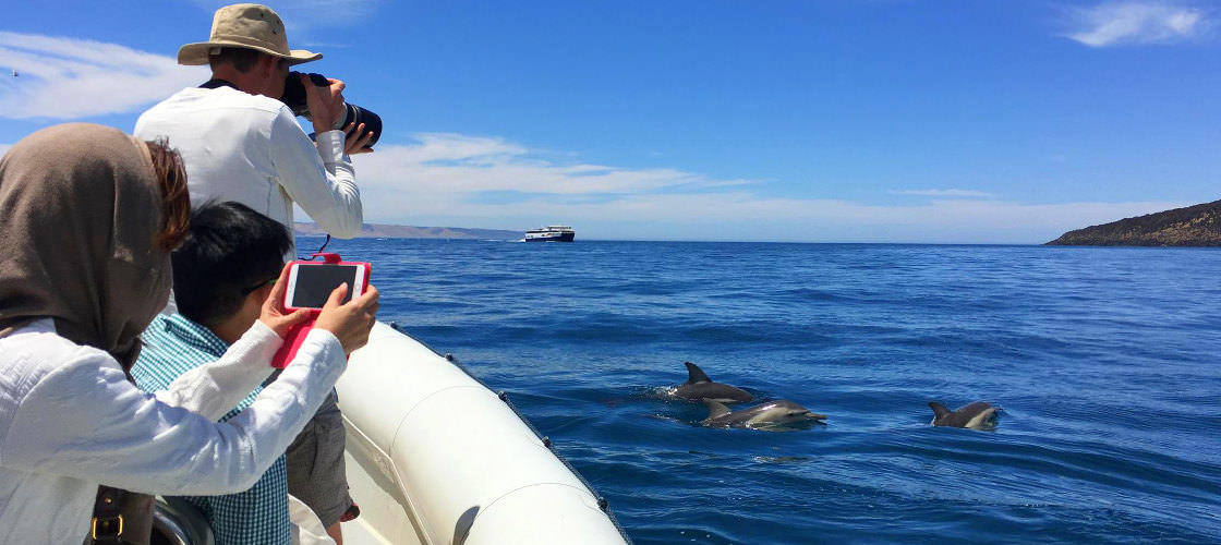 Kangaroo Island Dolphin Safari Cruise