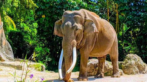 Zoo Miami