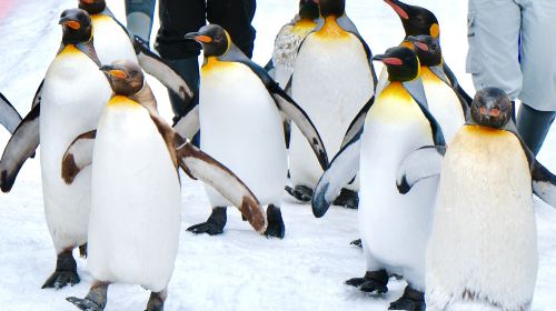 Hokkaido Day Tours
