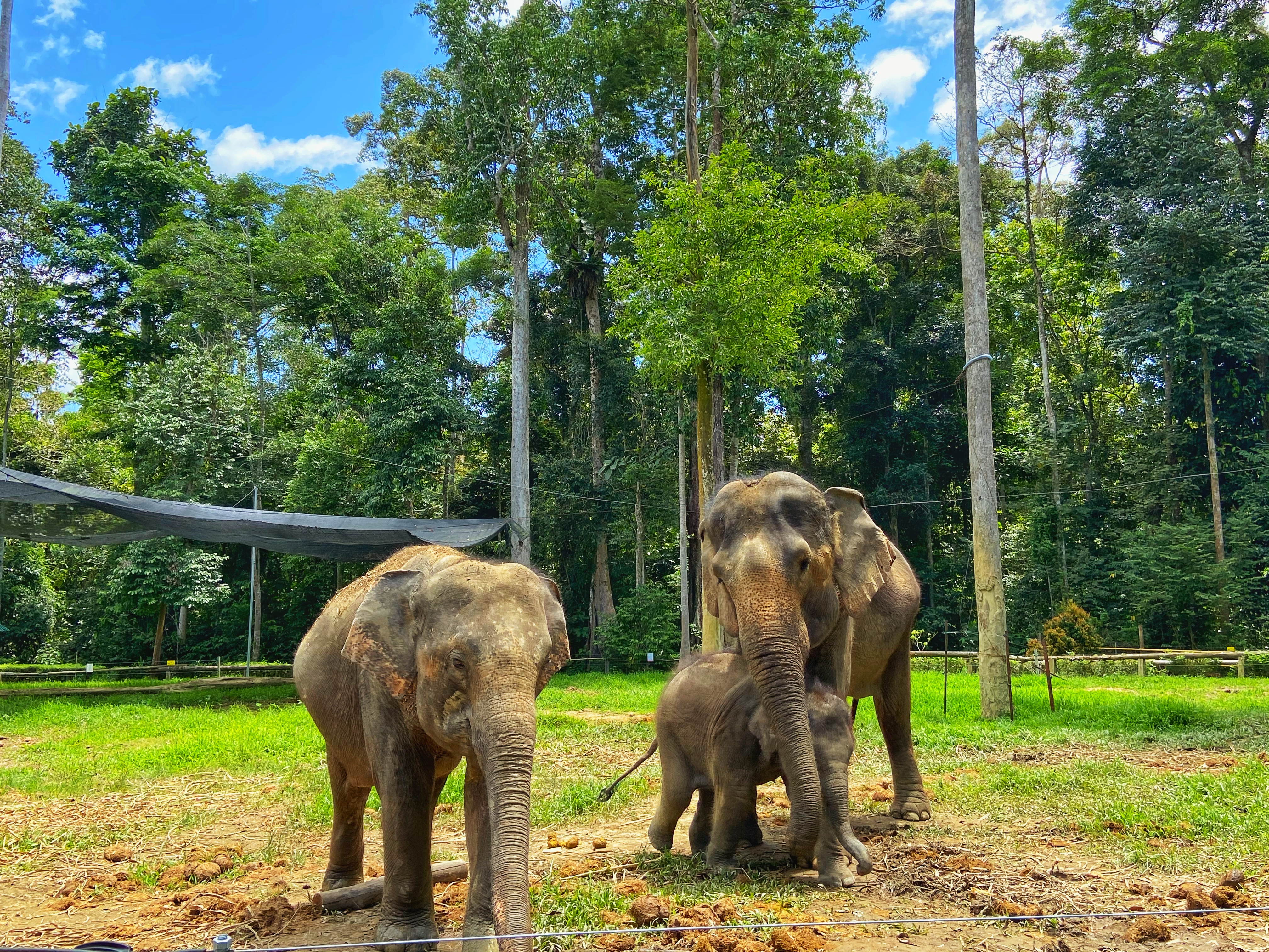 Kuala Gandah Elephant Sanctuary Tour - (SIC - Join In Tour)