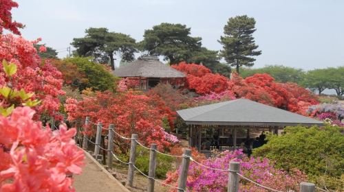 Nikko Pass Day Tours