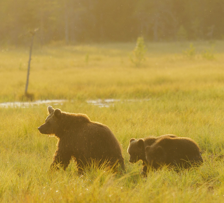 Kuusamo: Bear Watching Overnight Tour