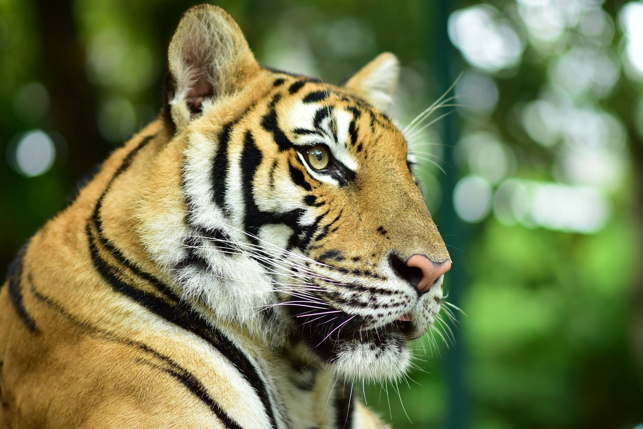 Tiger Kingdom Phuket with Private Transportation in Phuket
