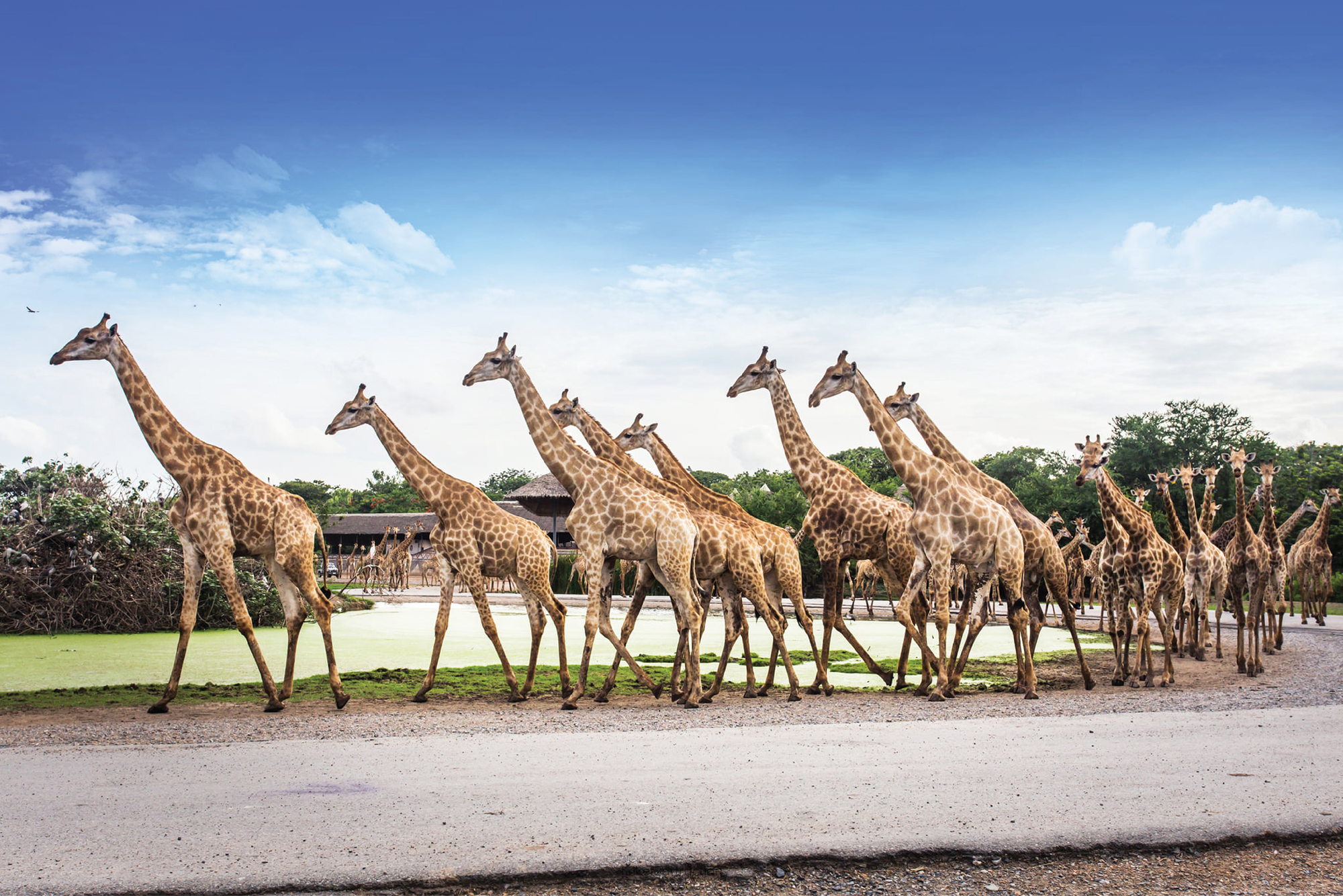 Safari World Bangkok Include Private Transfer (Get Special Privileges at MBK Center)