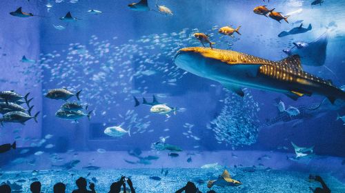 Okinawa Churaumi Aquarium Day Tours