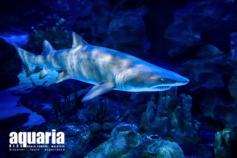Aquaria KLCC